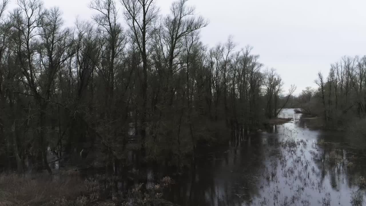 물 같은 늪에서 나무와 갈대의 드론 샷