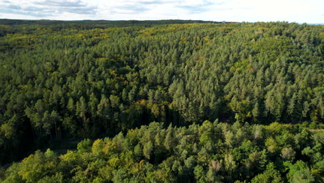 Volando-Sobre-El-Bosque-Witomino-A-Principios-De-Otoño,-Polonia