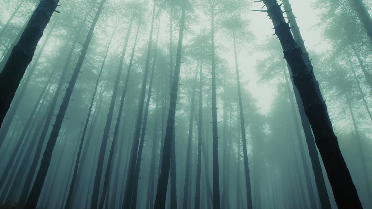 Silhouette of tall, slender tree trunks in a gloomy, foggy mountain panorama
