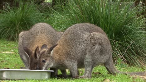 Macropus-Giganteus,-östliches-Graues-Riesenkänguru-Beim-Essen-In-Gefangenschaft