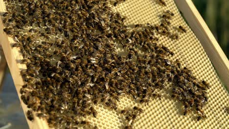 frames of a bee hive. bee honeycombs with honey and bees. apiculture concept
