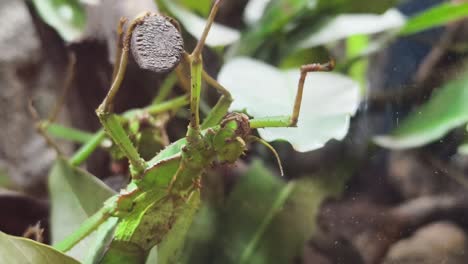 stick insect and nature