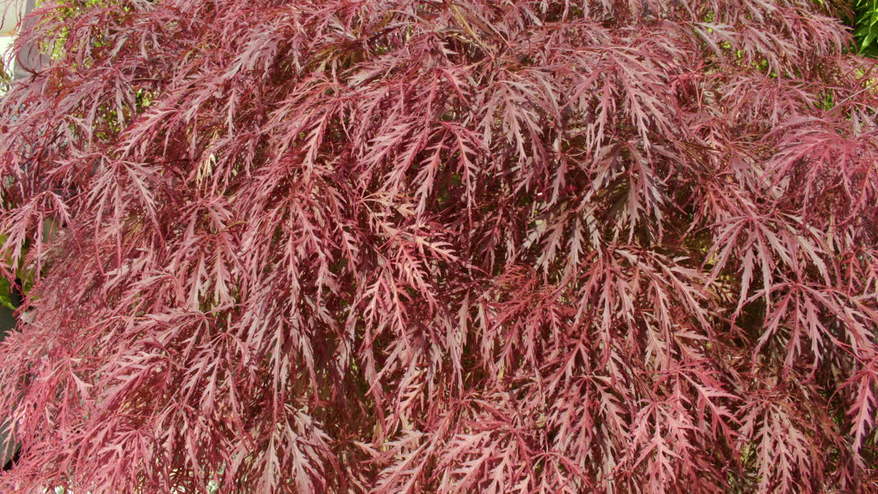 전체 잎에 있는 acer palmatum 'garnet'의 중간