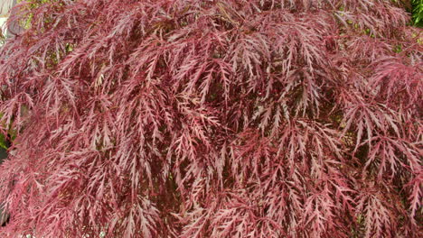 전체 잎에 있는 acer palmatum 'garnet'의 중간
