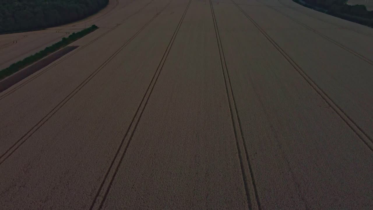 A slow rising shot of a wheat field during a cloudy evening.