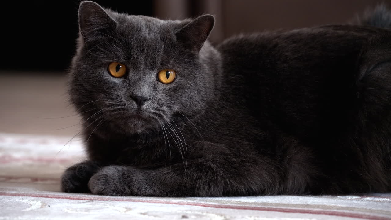 British Shorthair cat with orange eyes looking around while resting on the carpet