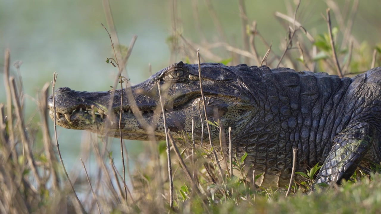 Yacare caiman lies still among grasses at the edge of shallow water, its armored head in sharp side profile, useful for wildlife documentaries or conservation themes.