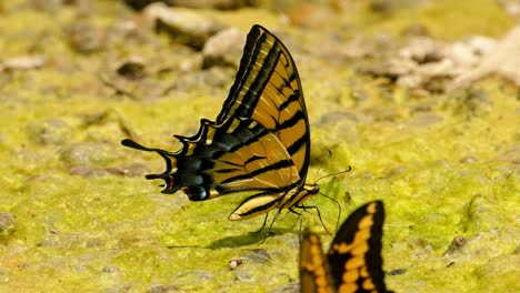 Zwei-Gelbe-Und-Schwarze-Tigerschwalbenschwanzschmetterlinge-Schlagen-Mit-Den-Flügeln-Im-Wind,-Nahaufnahme-Und-Extreme-Nahaufnahme