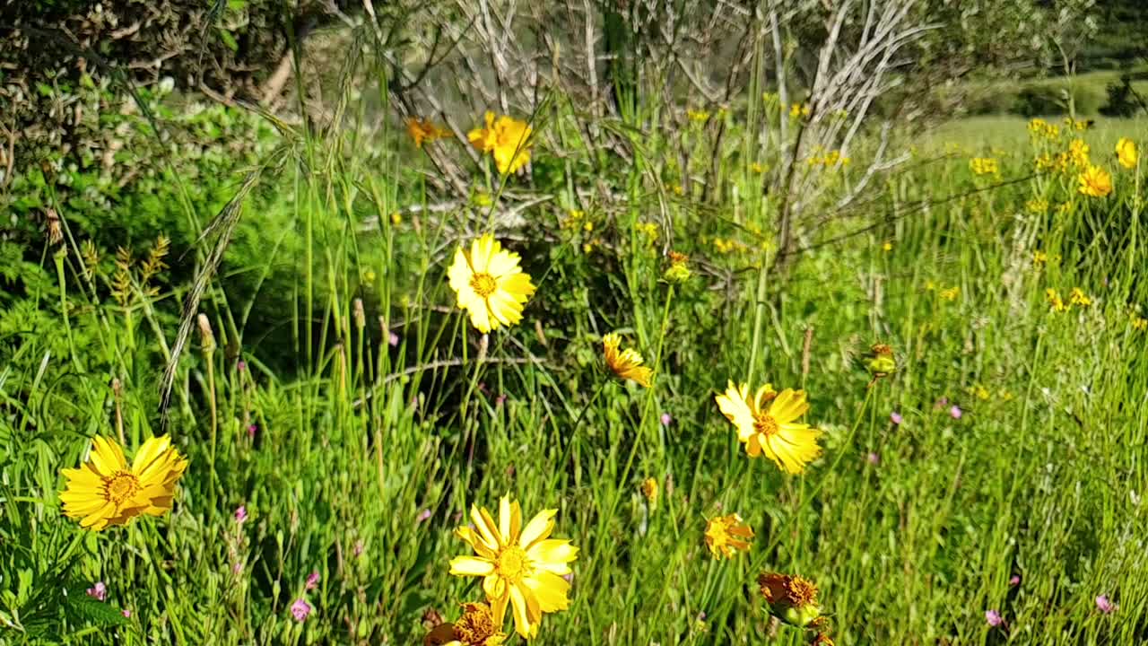 Bright yellow wild flower daisy growing tall in grass field  with bees and butterflies around at Camelroc sandstone moluti cliffs.