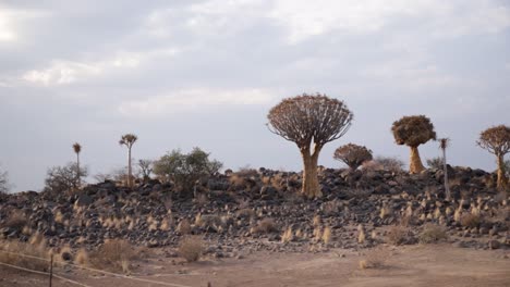 Quiver-trees-in-the-Quiver-tree-forest-in-Namibia,-birds-nesting-in-the-branches-of-a-Quiver-tree-in-the-background