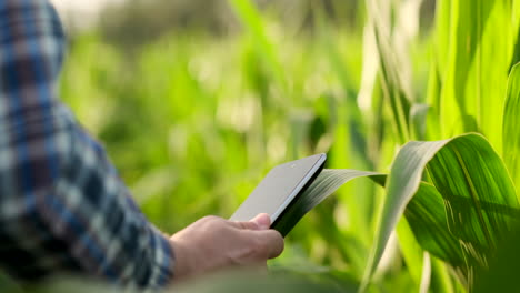 Farmer-is-examining-corn-crop-plants-in-sunset.-Close-up-of-hand-touching-maize-leaf-in-field.