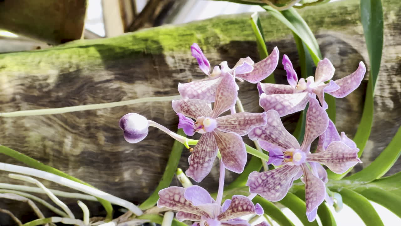 Vertical shot of a purple orchid species attached to a trunk, under a soft glow of sunlight
