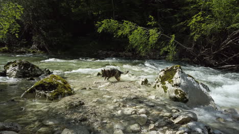 german shepherd dog fetching a rock in the river – gimbal shot