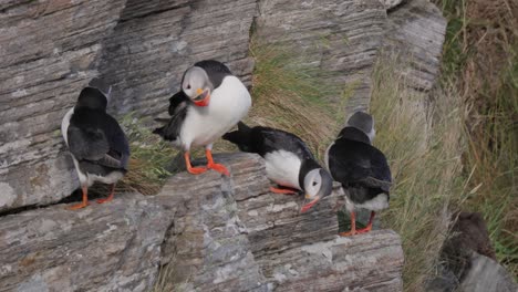 atlantic puffin (fratercula arctica), on the rock on the island of runde (norway).