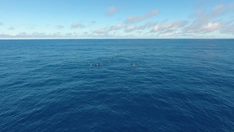 Una-Manada-De-12-Cachalotes-Nadando-Pacíficamente-En-El-Océano