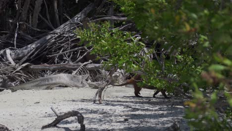 hútia cubana animal roedor en la playa de cuba