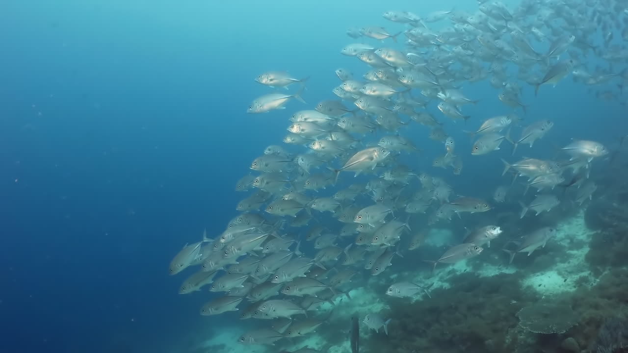 paisaje marino con peces plateados en el arrecife de coral del mar