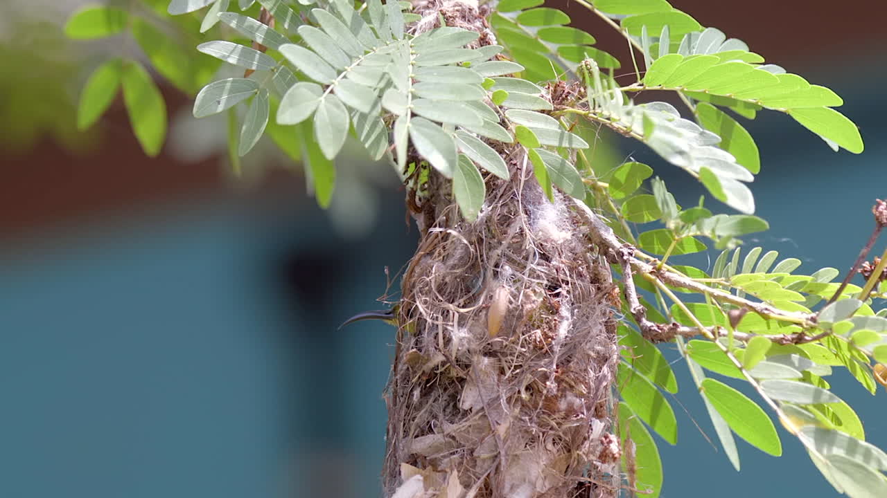 둥지로 들어가는 아름다운 노란 배꼽 선버드 - 클로즈업