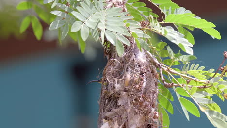 Ein-Schöner-Gelbbauch-Sonnenvogel,-Der-In-Sein-Nest-Geht---Aus-Nächster-Nähe