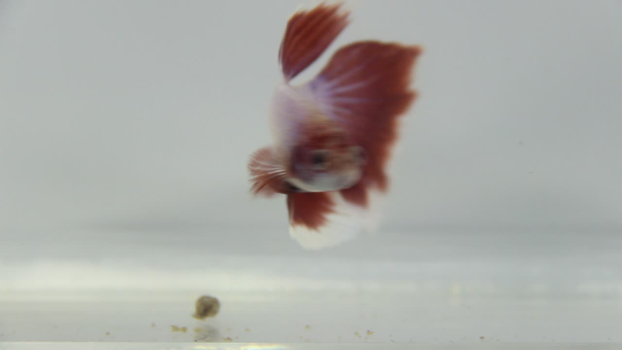 pez betta con fondo blanco aislado de color rojo y blanco