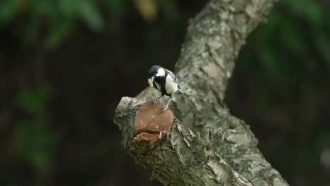 View-Of-A-Male-Japanese-Tit-With-Worm-On-Its-Beak-Looking-Around-In-The-Forest-Near-Saitama,-Japan---close-up