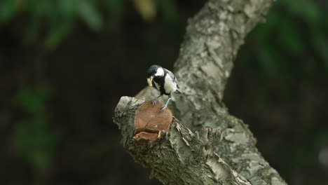 vista de un tit japonés macho con gusano en su pico mirando alrededor en el bosque cerca de saitama, japón - cerrar