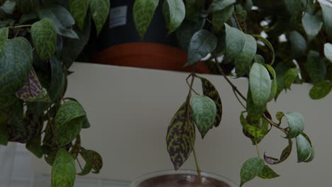 botanical workshop with the tiny self-sufficient ecosystem in the glass terrarium tilt-down revealing shot