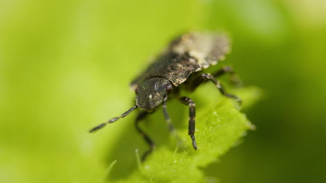 verdadero insecto insecto en la hoja verde en el bosque