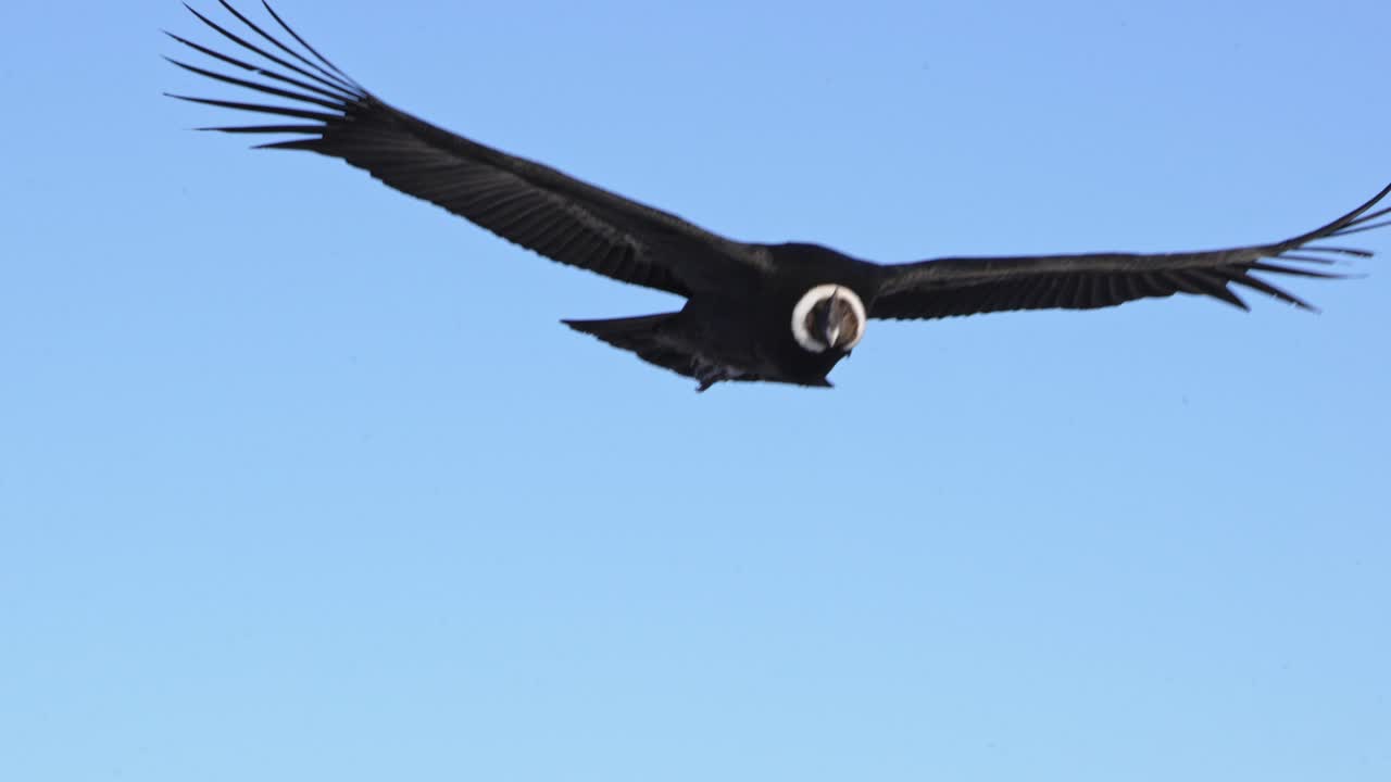 Maestoso Condor Andino si avvicina alla telecamera mentre si libra contro un cielo azzurro limpido. Primo piano al rallentatore che mostra un'enorme apertura alare
