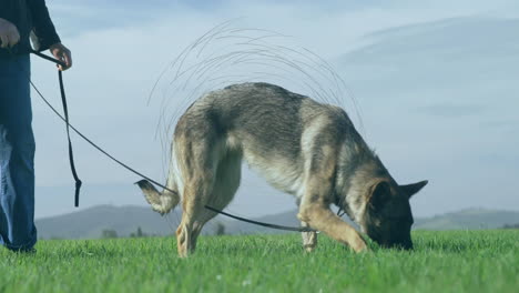 senior woman holding leash guiding german shepherd sniffing grass in pet health with heart icon