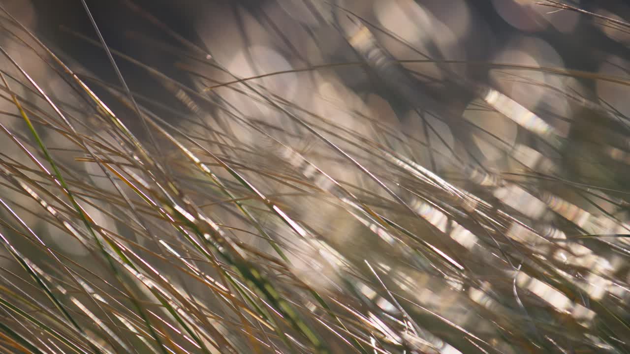 바람에 쓸린 풀