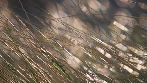 hierba azotada por el viento