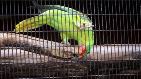 loro de gran pico come rama para afilar su pico rojo, dispara a través de imágenes de red de metal, parque de aves en hambantota