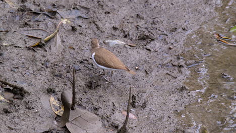 a small, adorable sandpiper bird bouncing his tail and lifting one of it's leg on the muddy riverbank - close up