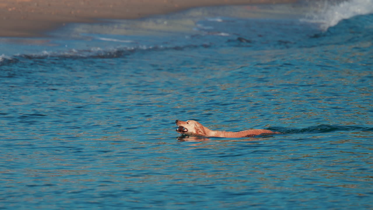 A dog swims confidently in the calm blue sea near the shore