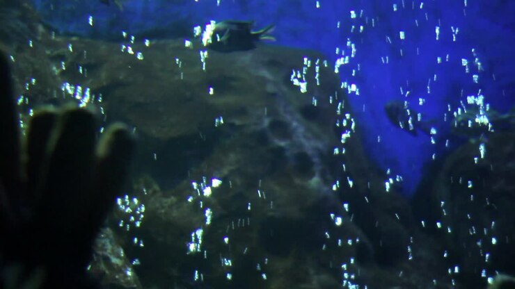 Onderwateraquarium met vissen en bellen