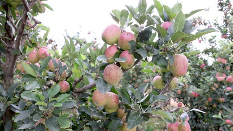 apple ripening on a fruit farm