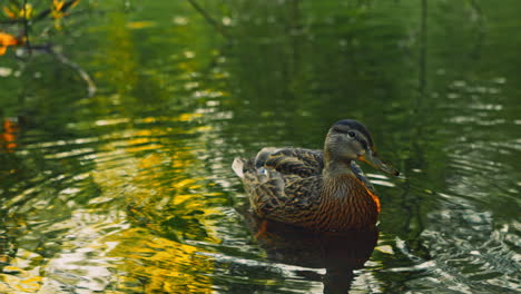 Female-European-duck-swim-gracefully-on-a-tranquil-lake,-preening-their-feathers-to-keep-them-clean-and-waterproof