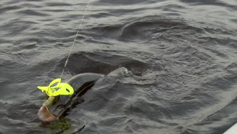 northern-pike-with-yellow-and-green-plastic-lure-in-it's-mouth