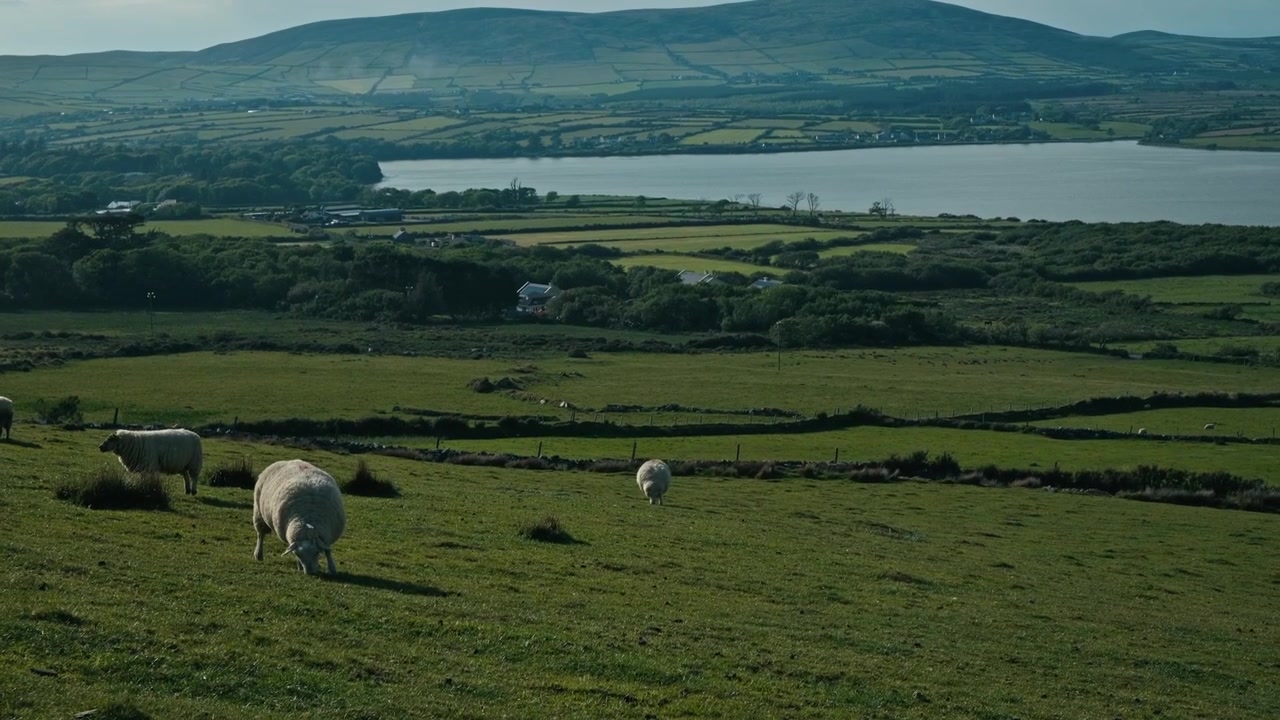 Lampaat laiduntavat Dingle Irlannin maisemassa
