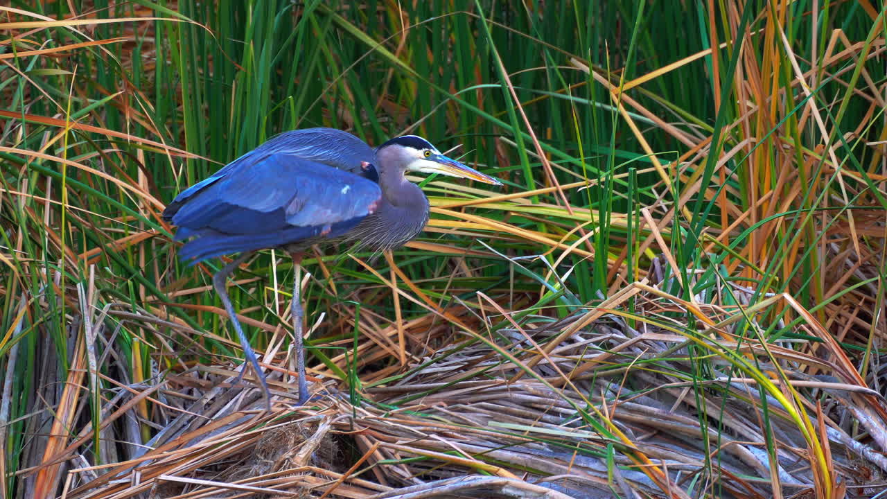 그레이트 블루 헤론은 갈대 풀 더미나 둥지에 쉬면서 몸을 쭉 뻗고 긁는다