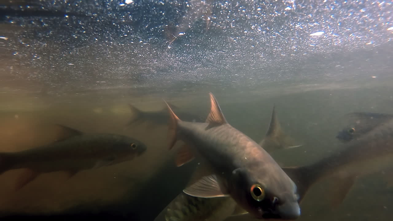물속에 있는 물고기를 보고