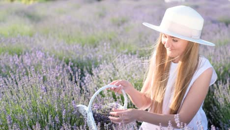 Provence France Woman Picking Lavender Flowers Provence France Woman Picking Lavender Flowers Lavender Farm Harvest Female Farmer in the Field Beautiful Nature