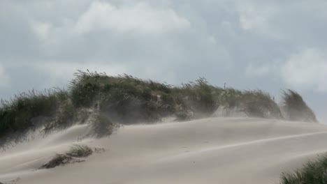 sand dunes with dune grass in the storm of the north sea, hiking dunes, dike protection, sondervig, jutland, denmark, 4k