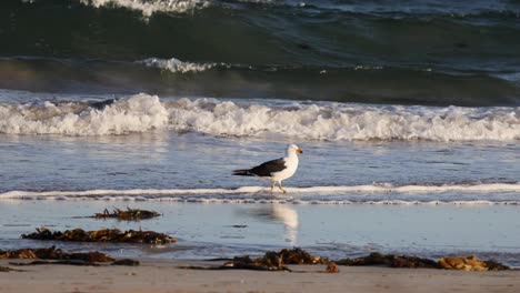 a great black-backed gull walks along a beach with waves crashing. natural lighting highlights the serene coastal environment