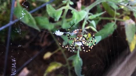 Close-up-large-black-yellow-spider-with-long-legs-wrapping-beetle-prey-in-silk-sheets-with-spinnerets-in-slow-motion-on-orb-web-stuck-in-summer-overcast-green-garden