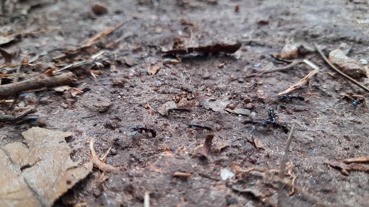 Close up static shot of black ants in wild