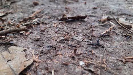 close up static shot of black ants in wild