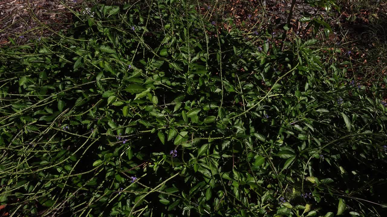 Un fitto arbusto verde con piccoli fiori viola e lunghi steli sottili che si estendono su terreno scuro alla luce naturale del giorno.
