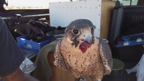 falcon eating from bare hand of owner